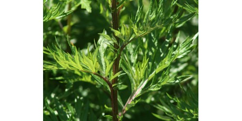  ORGANIC HERB TEA MUGWORT (Artemisia vulgaris)  